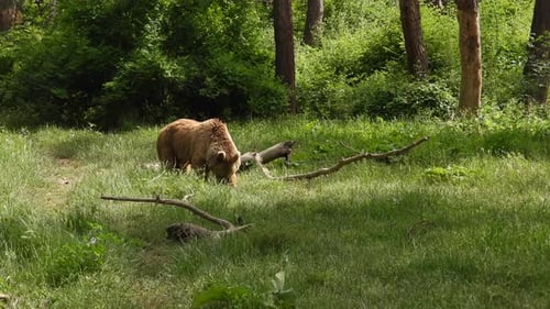 Real Wild Bear In Natural Habitat Among The Trees In The Forest