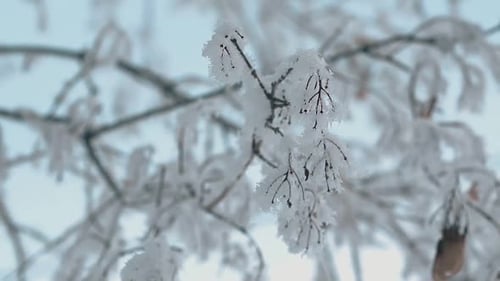 Fluffy Frost on Branches in Winter Wood Closeup Slow Motion