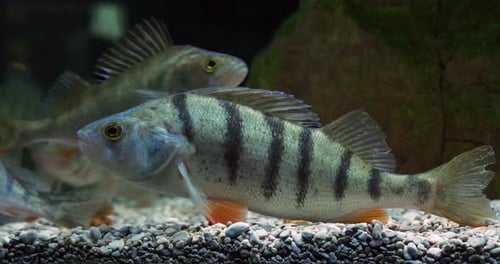 Striking Striped Freshwater Fish Swimming Underwater