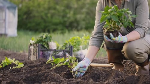 A Woman Planting Seedlings in Vegetable Garden