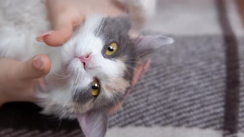 Cat Dreaming Relaxation at Home
