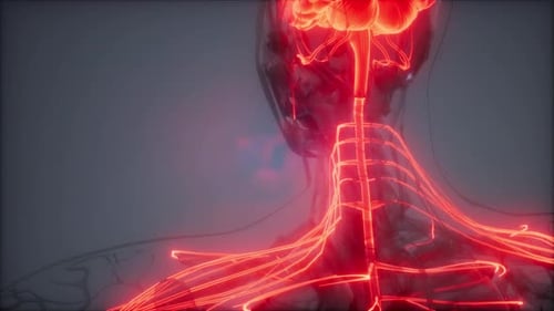 Glowing Human Brain and Nervous System 3D Medical Animation