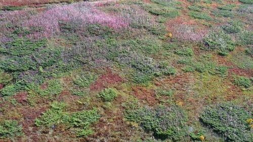 Blick von oben auf das Muster der sommerlichen Bergvegetation