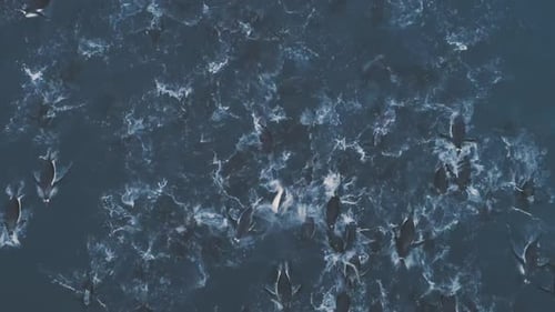 Jump Out Gentoo Penguin in Antarctica Ocean Water