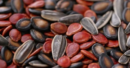 Mix of different watermelon seed