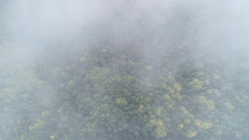 Pine forest and fog.