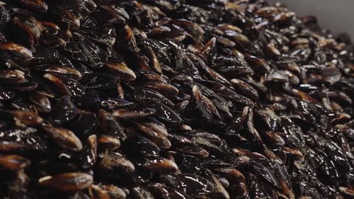 Raw Mussels Poured Into Metal Container at Seafood Plant