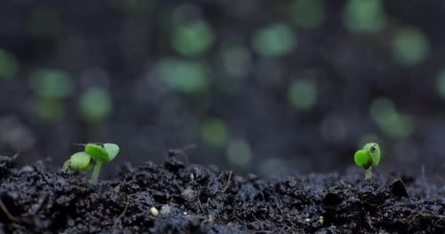 Plants Sprout from Soil in Time Lapse
