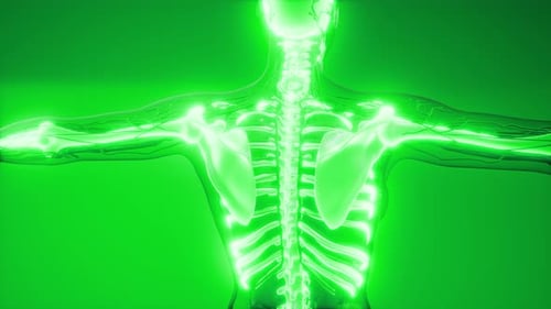 Futuristic 3D Human Skeleton and Nervous System Scan