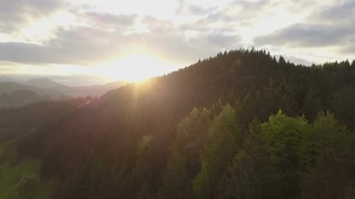 Sunset over Forest