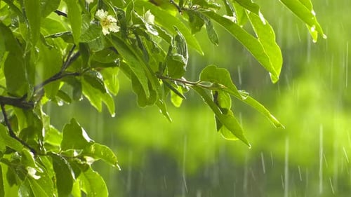 Llueve en las hojas de las plantas