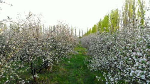 Flying Between Branches of Flowering Trees in Apple Orchard