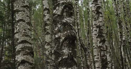 Birch forest near Le Plan de Monfort, the Cevennes National park, Lozere department, France