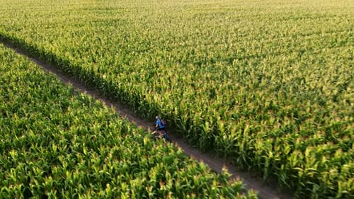 Cyclist Riding a Bike in Agrain Corn Field Road at Sunny Summer Evening Shot From a Drone