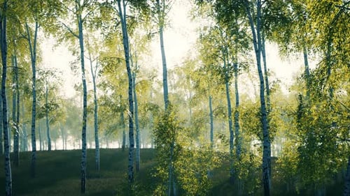 Birch Grove on a Sunny Summer Day Landscape