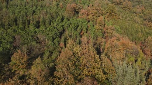Forests in Autumn
