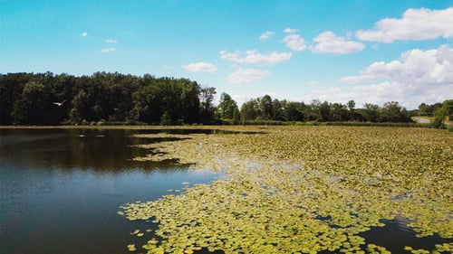 Flying Over Pond Lily
