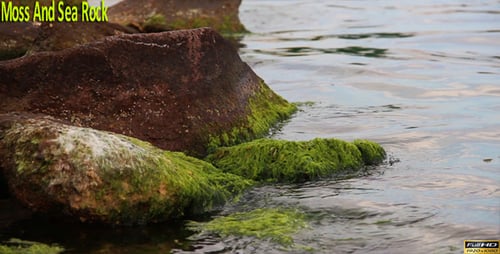 Moss And Sea Rock
