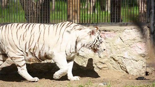 Majestic White Tiger Pacing in Urban Enclosure
