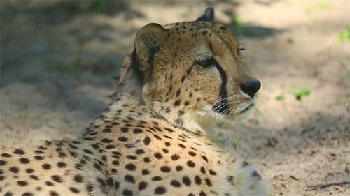 Gepard