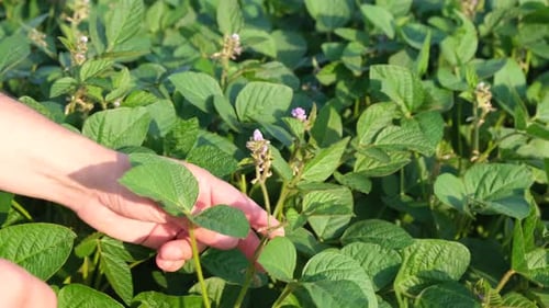 Hand Examines Green Soybean Plant in Rural Field