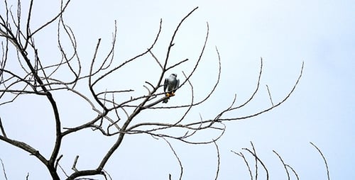 Un aigle lointain