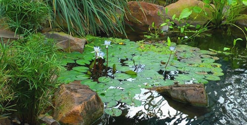 Lilienblumen auf dem See