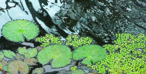 Leaves on the Lake Water