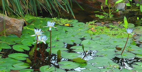 Lily Flowers on Lake 2