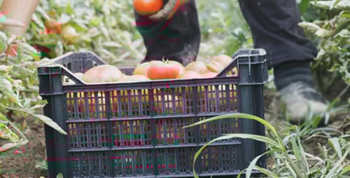 Tomatoes Being Harvested on a Sunny Farm