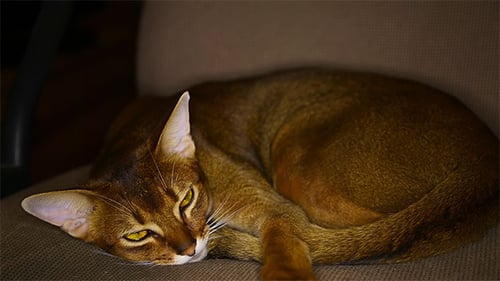 Sleeping Cat