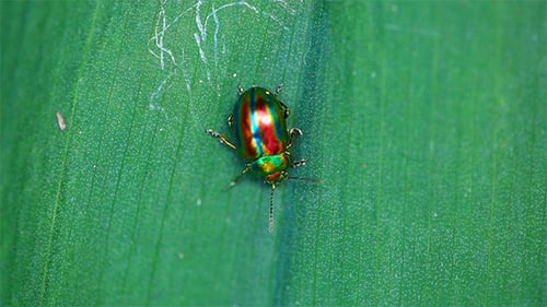 Chrysolina Americana