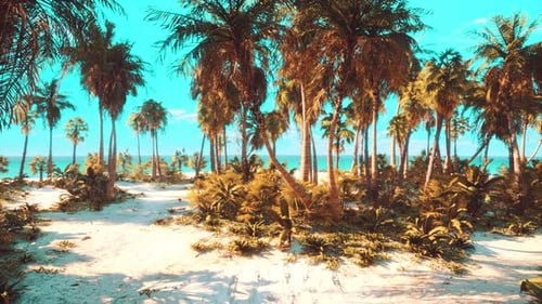Tropischer Strand mit weißem Sand türkisfarbenem Wasser und Palmen