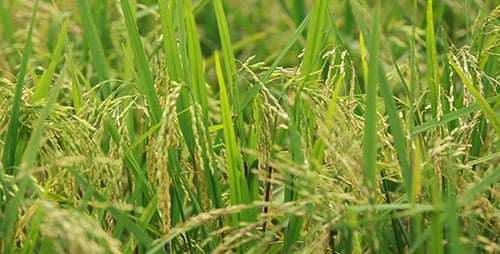 Paddy Field 4
