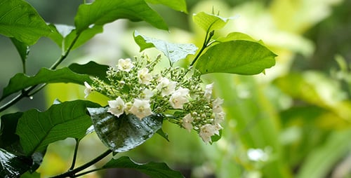Blumen im Regen mit Sound