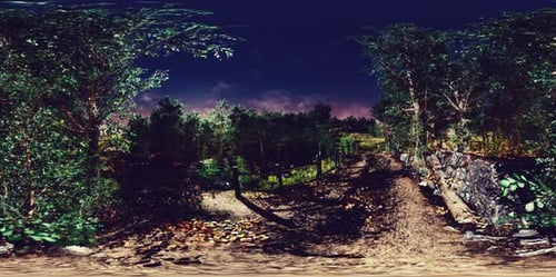 Pradera de bosque y hierba VR360
