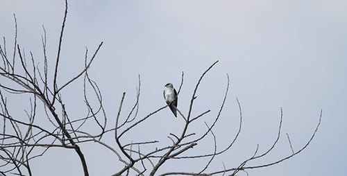 Bird of Prey Perched on a Bare Tree Branch