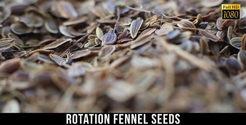 Fennel Seeds