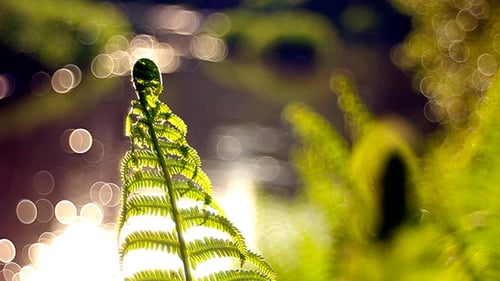 Bright Green Fern Plant by Stream