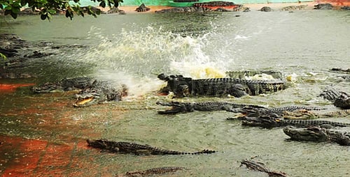Crocodiles Life