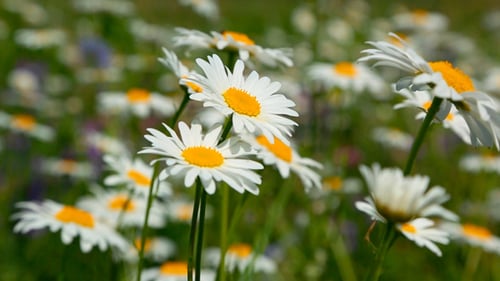 Daisies On A Meadow