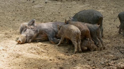 Wildschweine laufen durch den Wald. Eine Herde Wildschweine ruht sich mit ihren Jungen
aus.