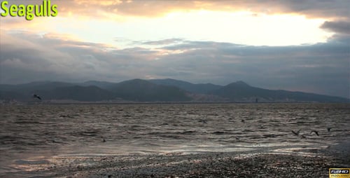 Seagulls Flying Over Choppy Sea at Sunrise