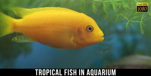 Tropische Fische im Aquarium 8