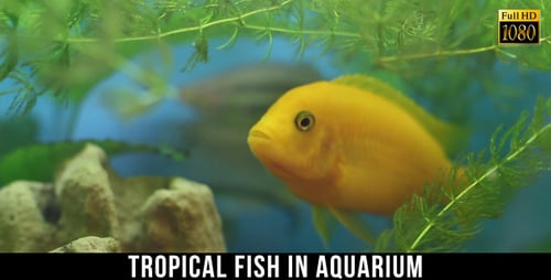 Tropical Fish In Aquarium 9