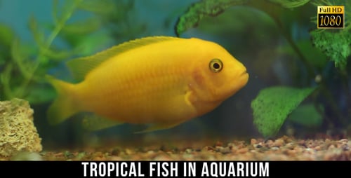 Tropical Fish In Aquarium 10