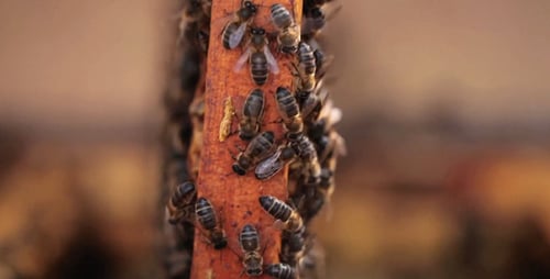 Den Bienenstock zeigen