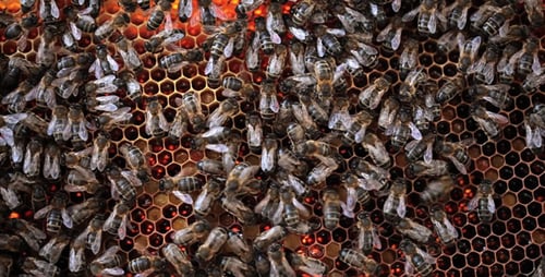 Behind Honeycomb