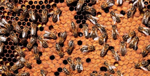 Das Leben auf dem Bienenstock