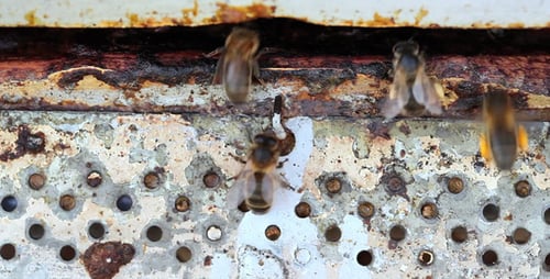 Eingang zum Beehive